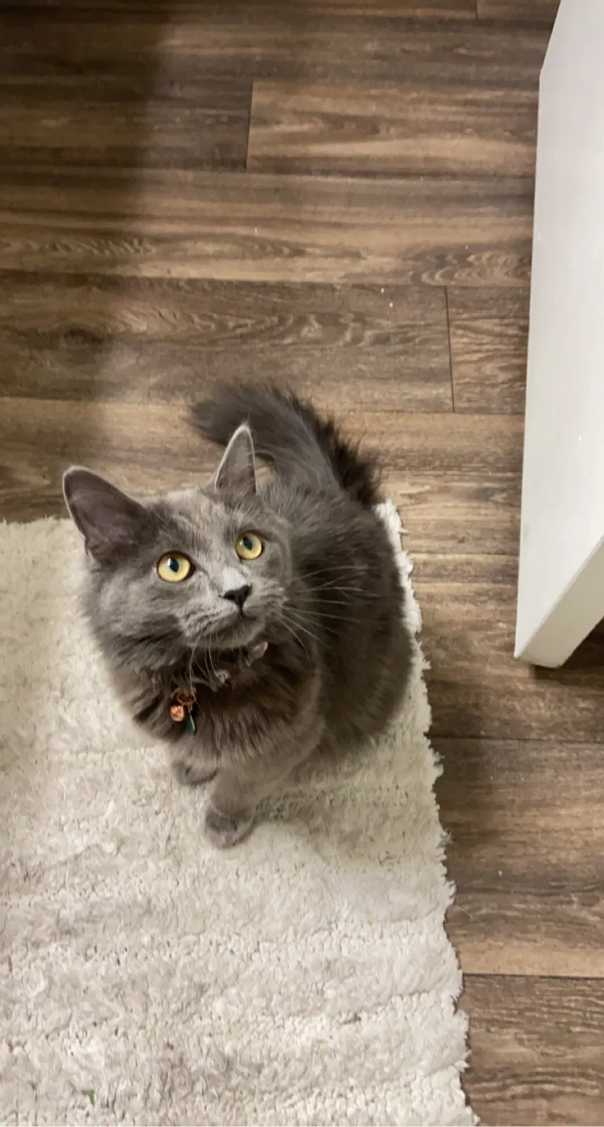 Lost cat in Mesa, AZ, 85215