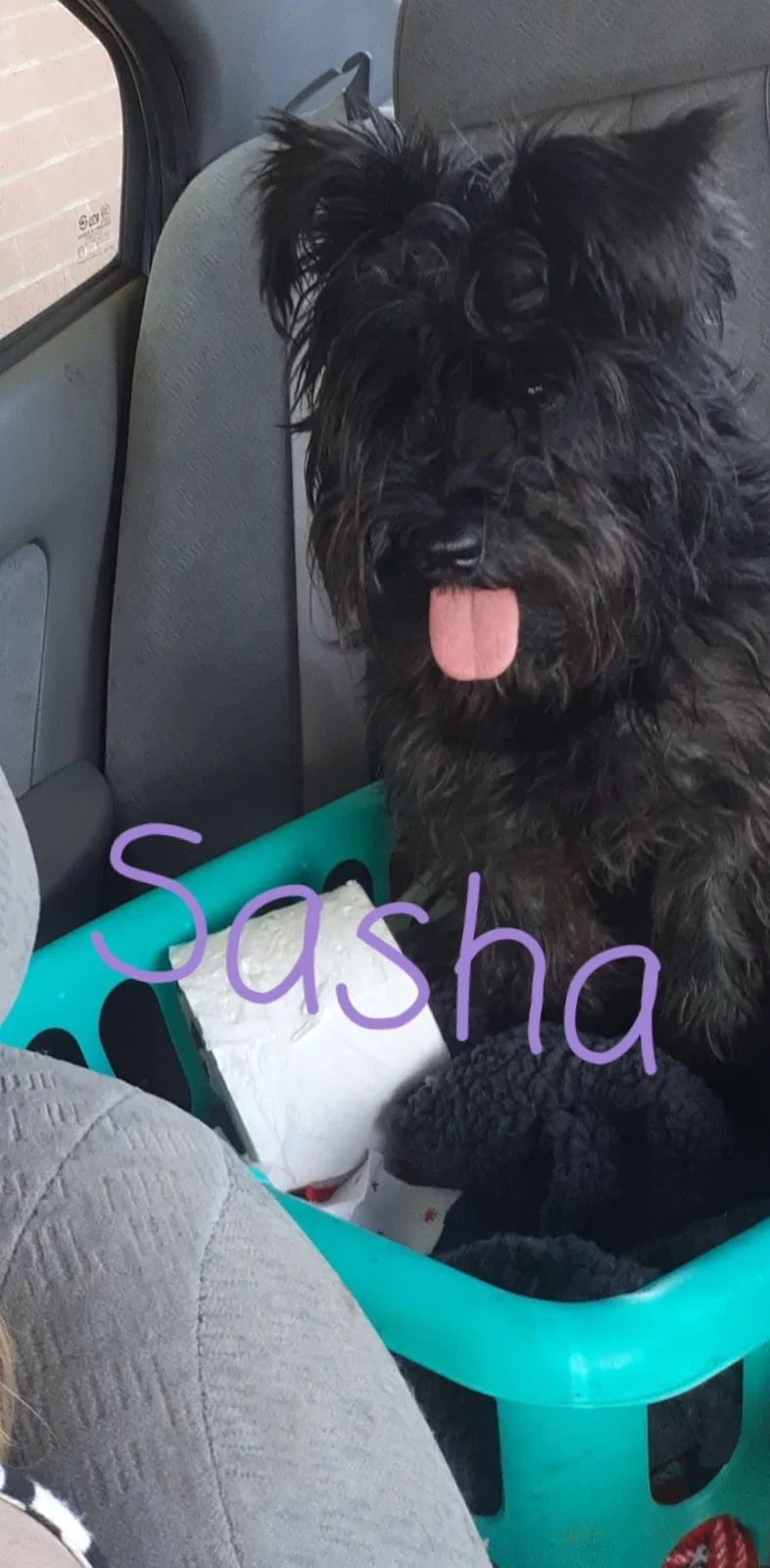 Lost dog in Maryville, TN, 37804