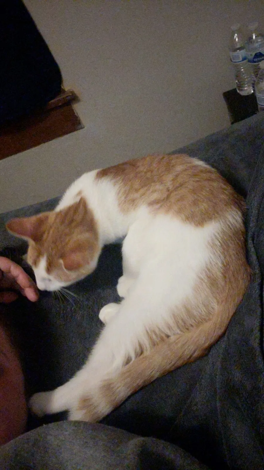 Lost cat in Wichita, KS, 67214