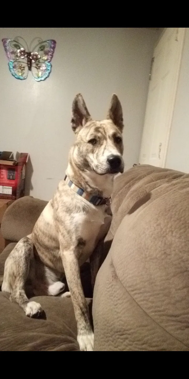 Lost dog in Cuba, MO, 65453