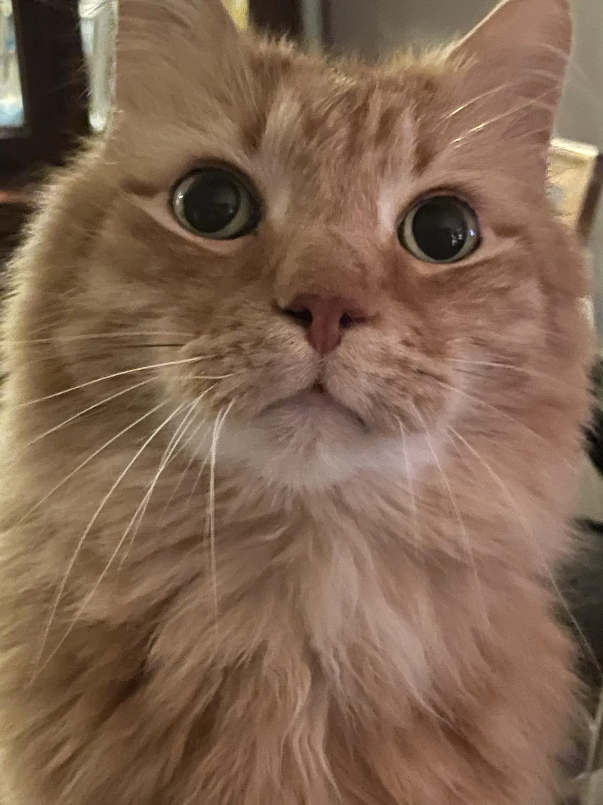 Lost cat in Virginia Beach, VA, 23464