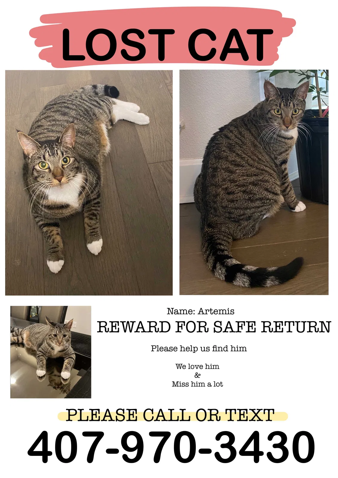 Lost cat in Orlando, FL, 32827