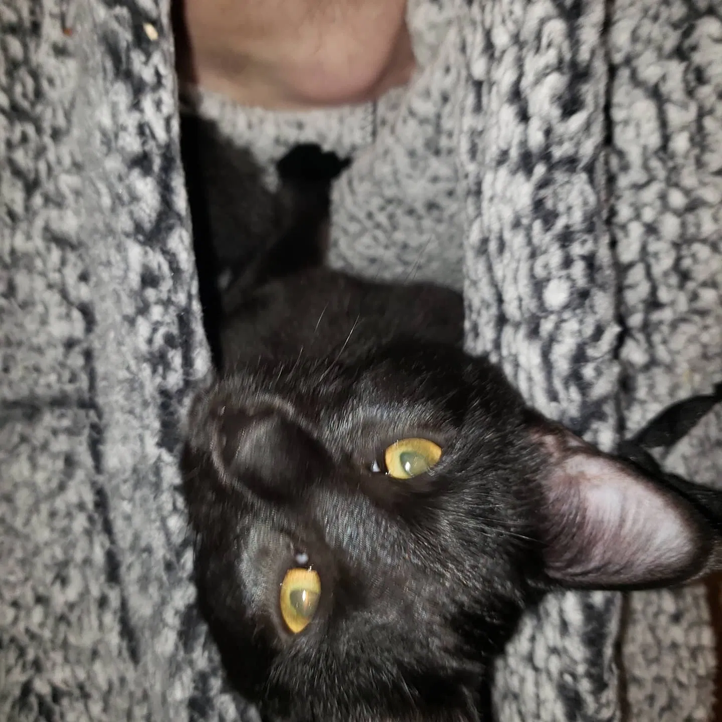 Lost cat in Tacoma, WA, 98404