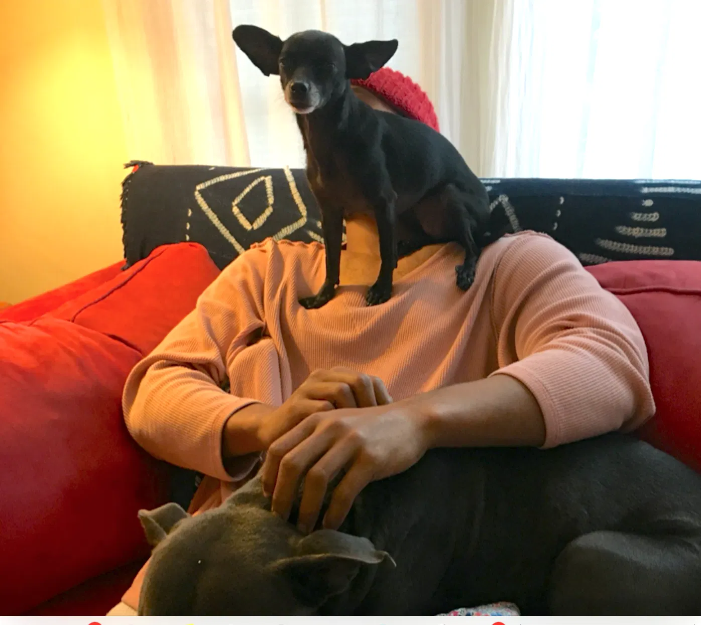 Lost dog in New Orleans, LA, 70117