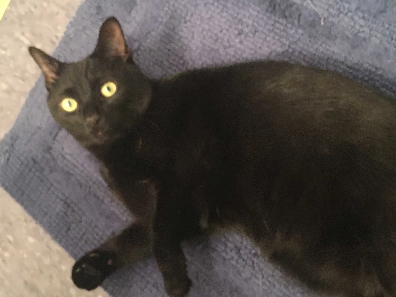 Lost cat in Indianapolis, IN, 46226