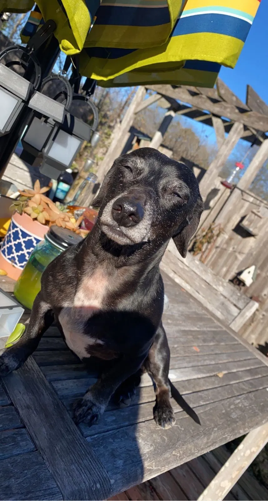 Lost dog in San Antonio, TX, 78245