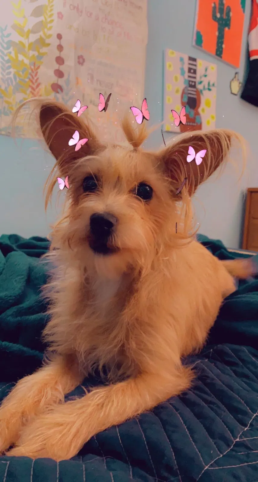 Lost dog in San Antonio, TX, 78245