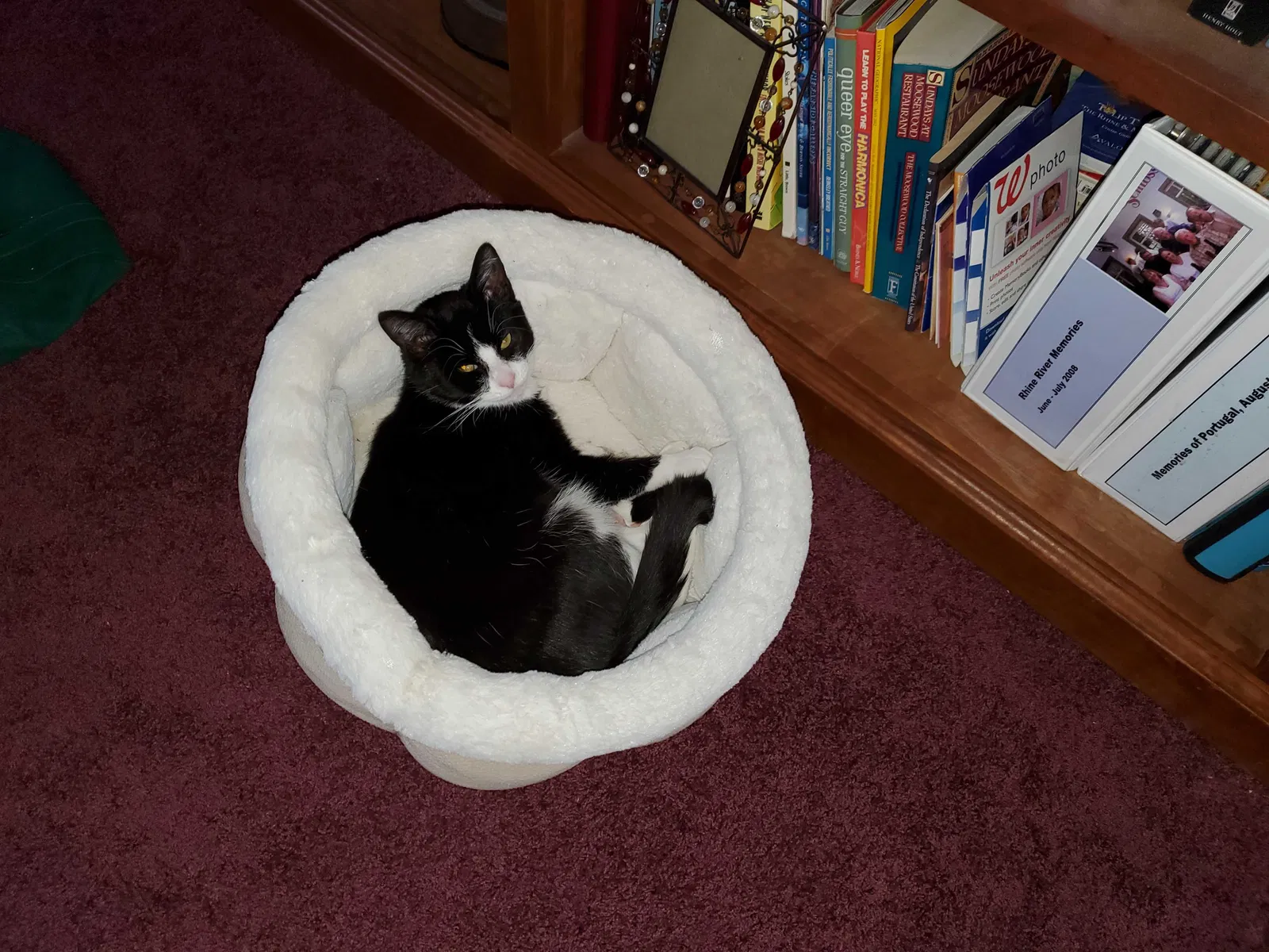 Lost cat in Dickson, TN, 37055