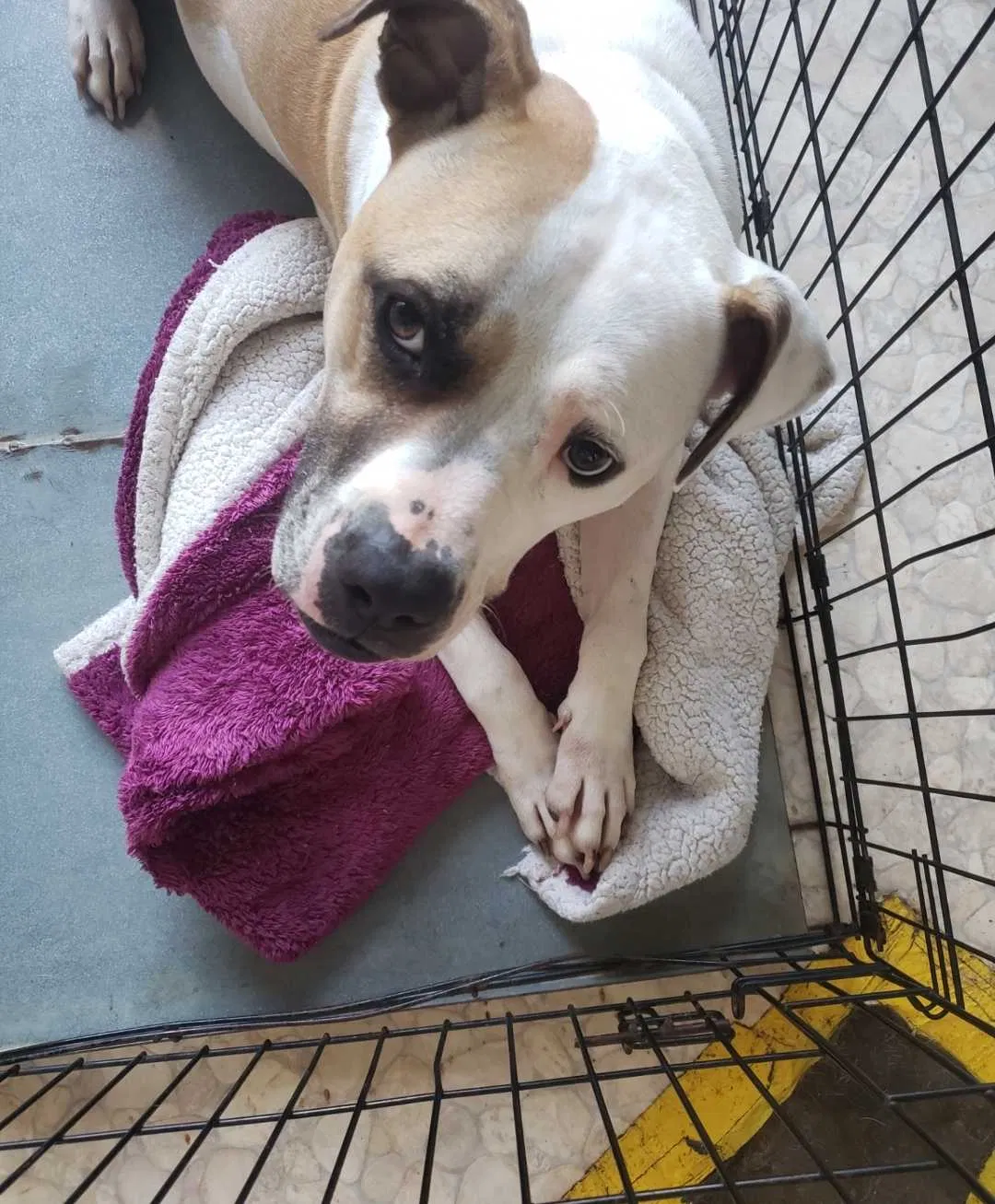 Lost dog in Greensboro, NC, 27406
