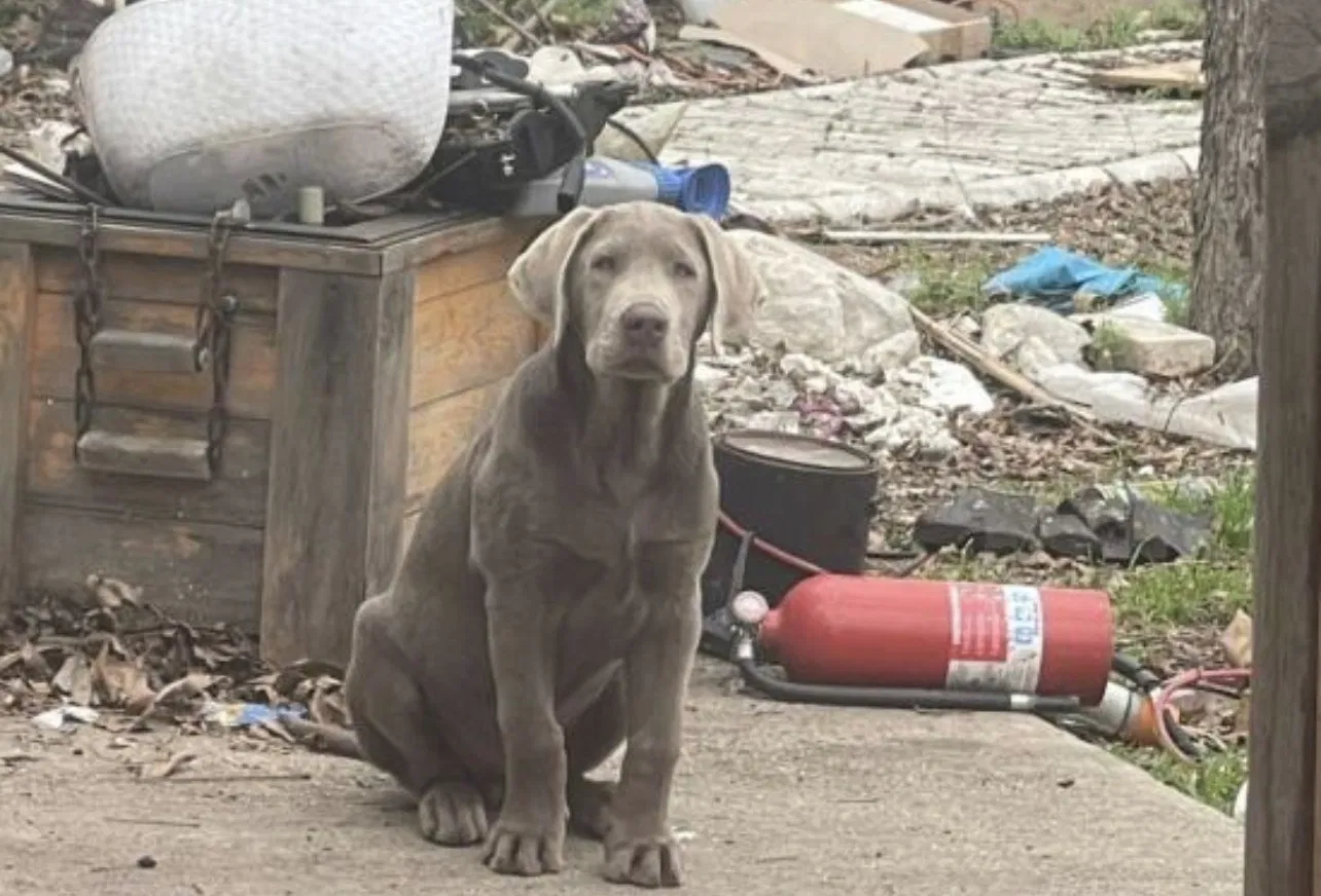Lost dog in San Antonio, TX, 78221