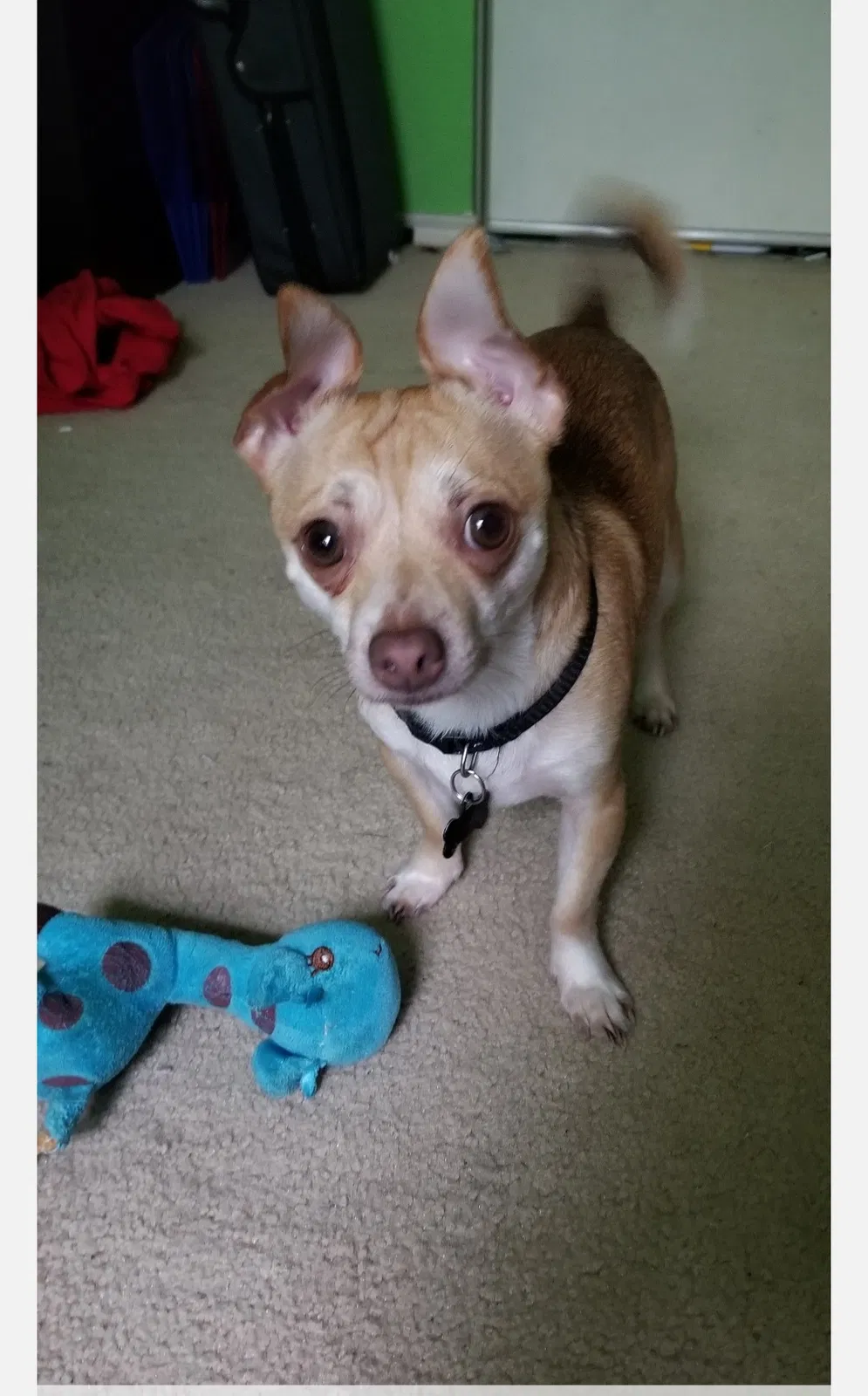 Lost dog in San Antonio, TX, 78251