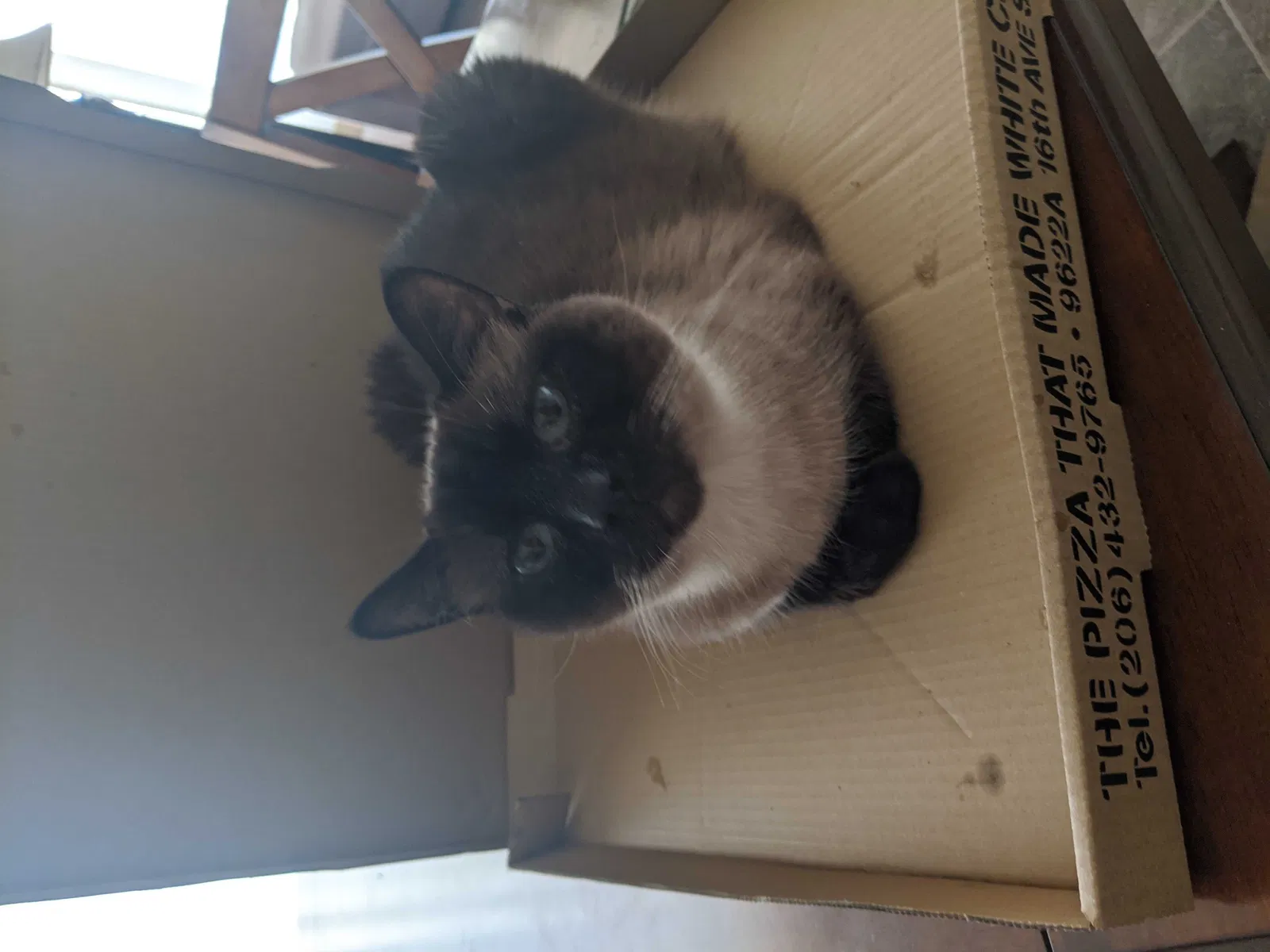 Lost cat in Seattle, WA, 98118