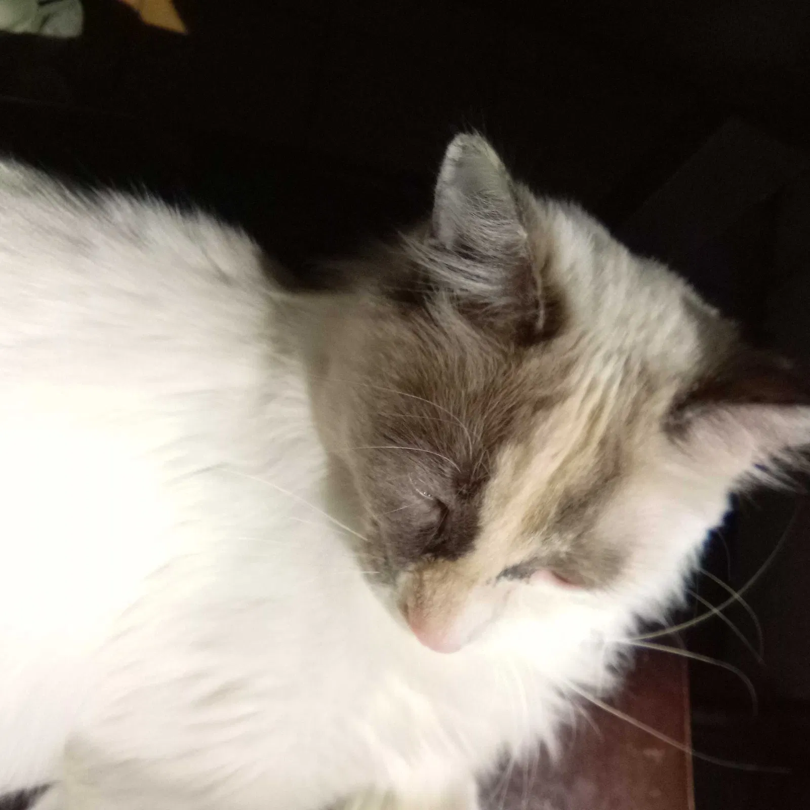 Lost cat in Salt Lake City, UT, 84116