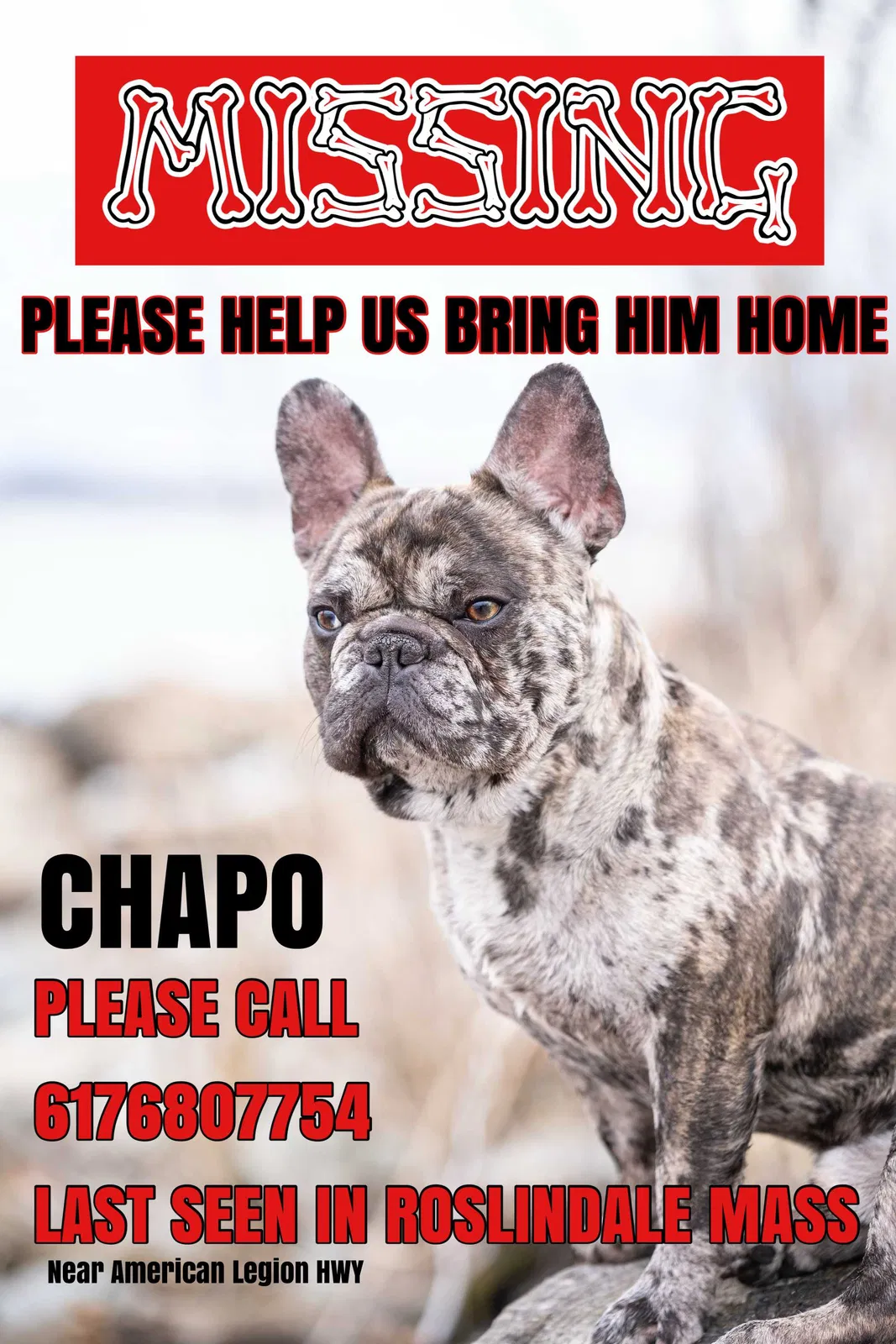 Lost dog in Roslindale, MA, 2131