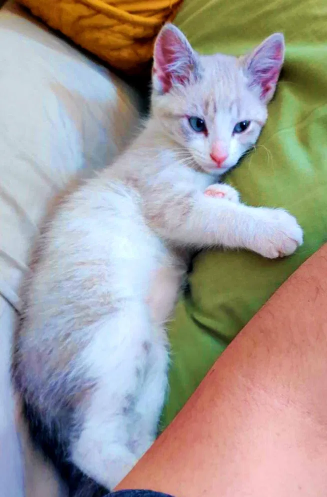 Lost cat in Palmdale, CA, 93550