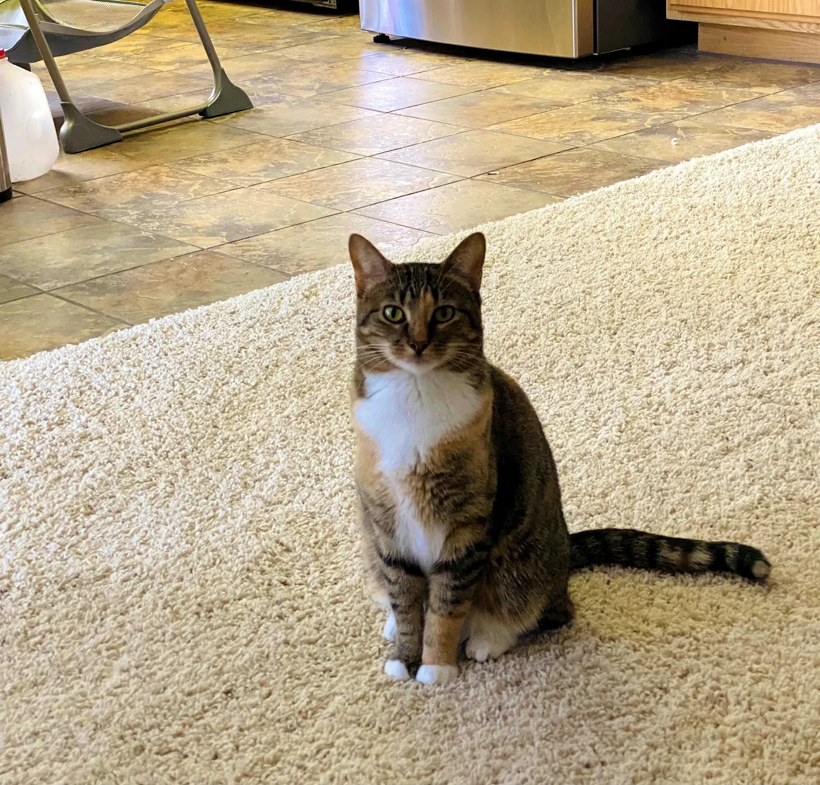 Lost cat in Rosamond, CA, 93560