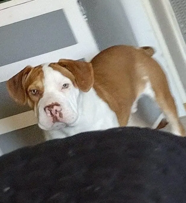 Lost dog in Springdale, AR, 72764