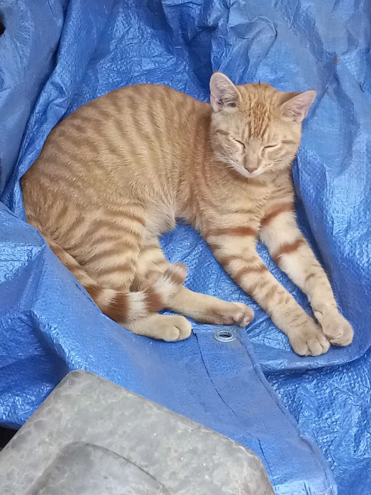 Lost cat in El Monte, CA, 91732