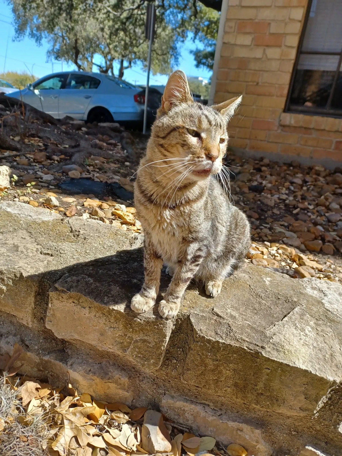 Found cat in San Antonio, TX, 78240