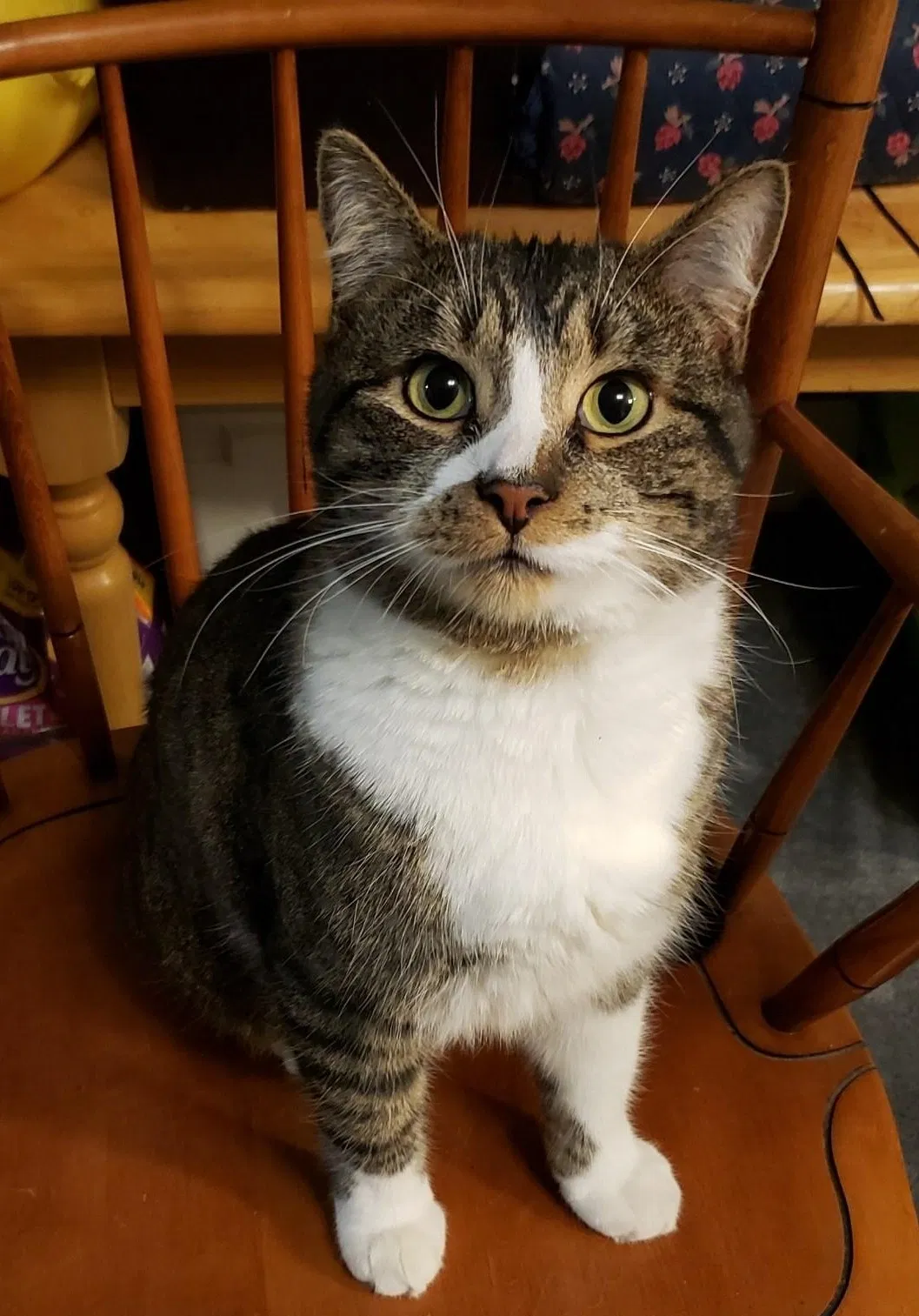 Lost cat in Boise, ID, 83705