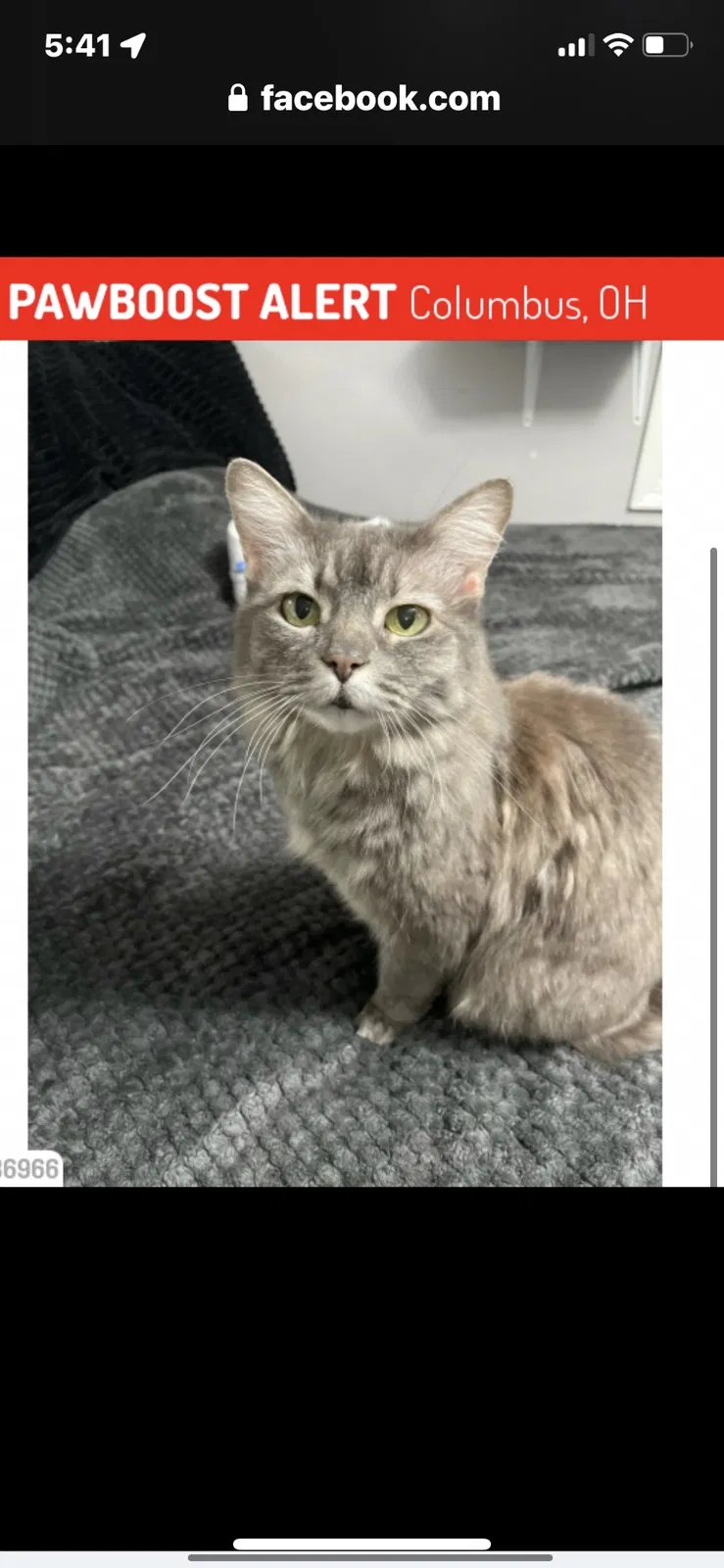 Lost cat in Columbus, OH, 43230