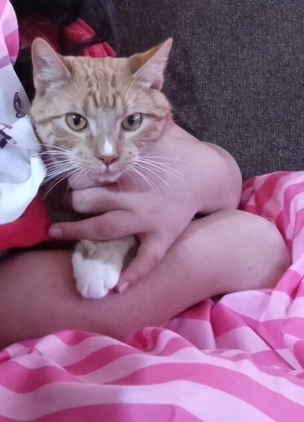 Lost cat in Abilene, TX, 79603