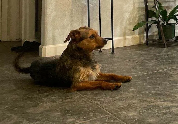 Found dog in Fresno, CA, 93726