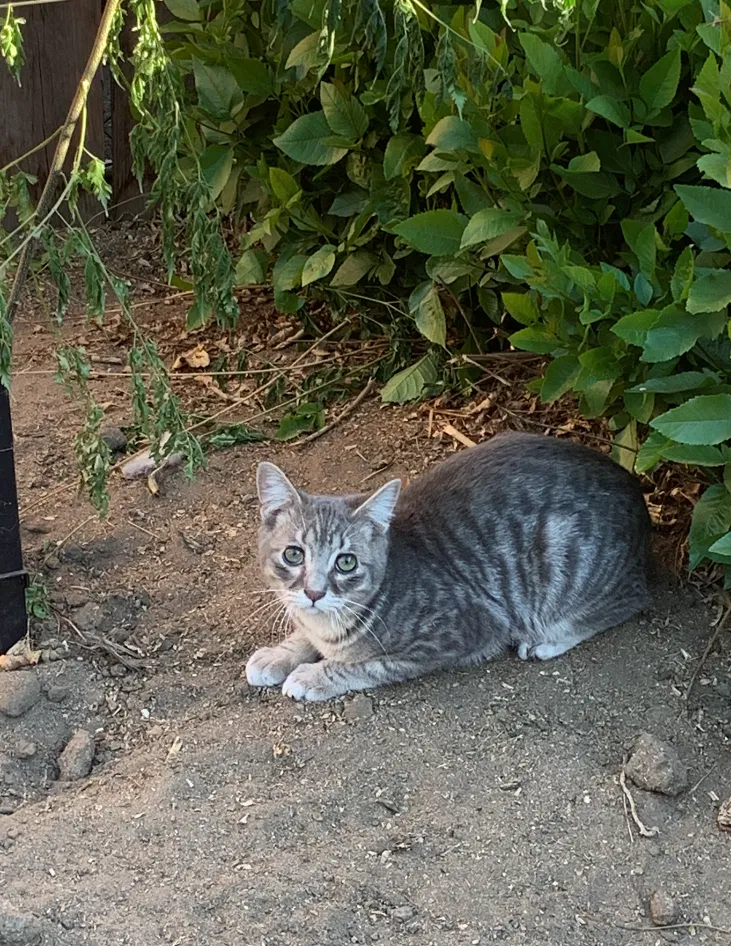 Lost cat in San Bernardino, CA, 92405