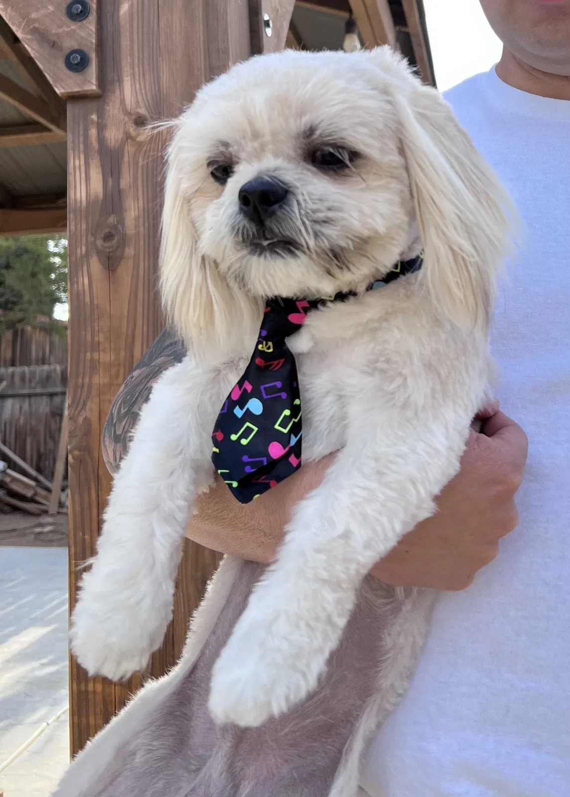 Lost dog in Victorville, CA, 92392