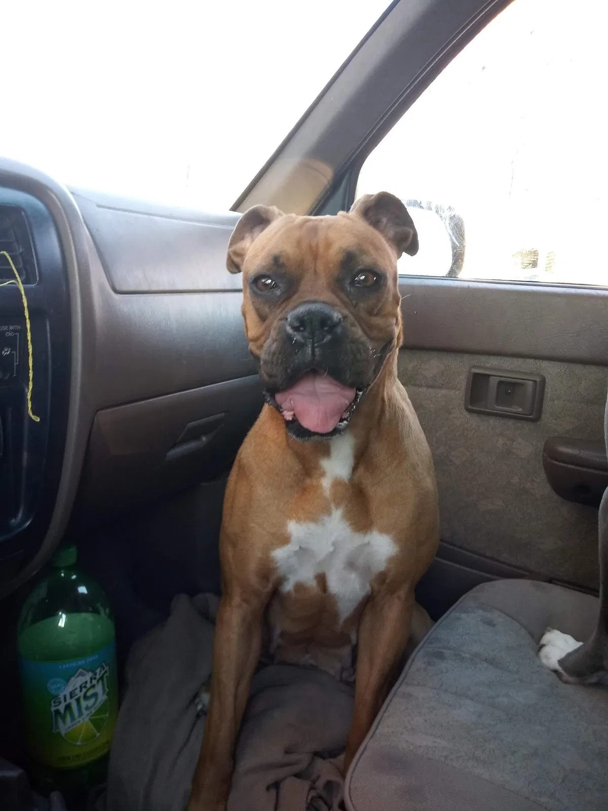 Lost dog in Reno, NV, 89502