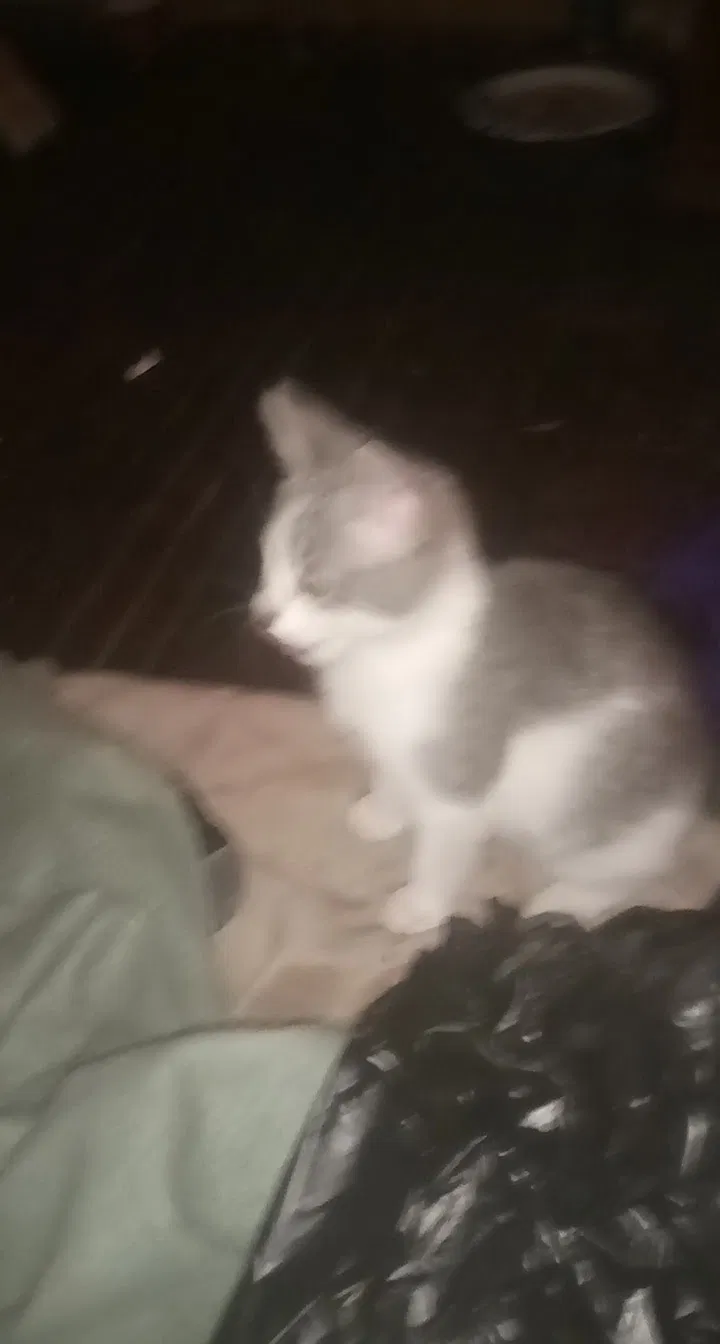Lost cat in Decatur, IL, 62526