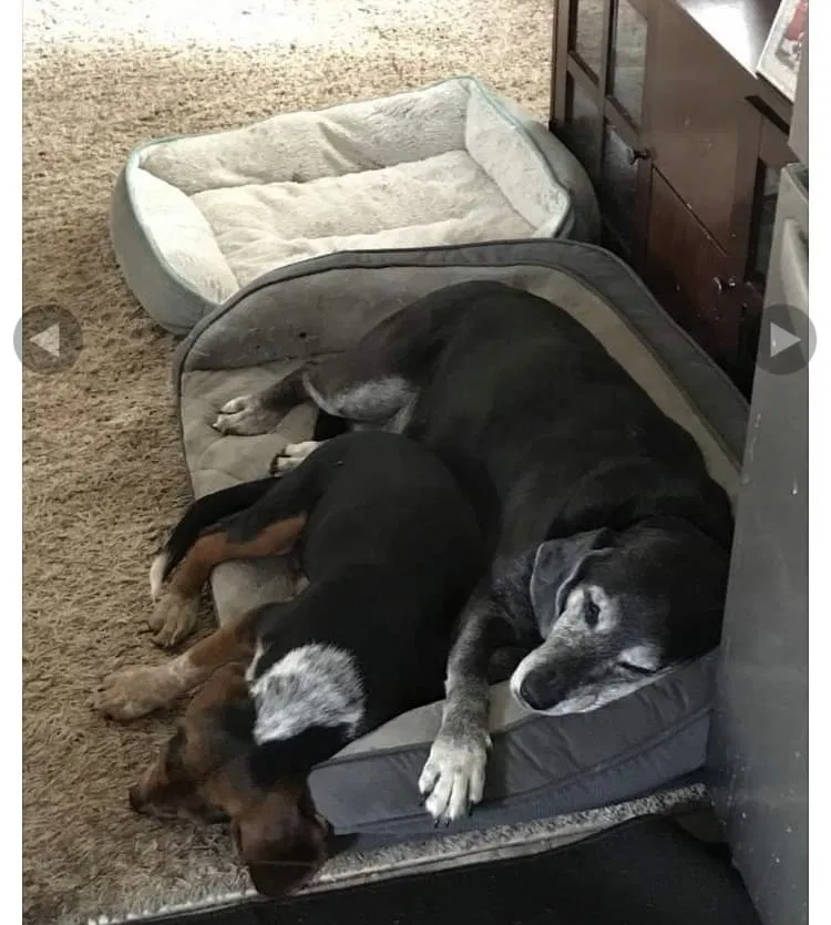 Lost dog in Fulton, MO, 65251