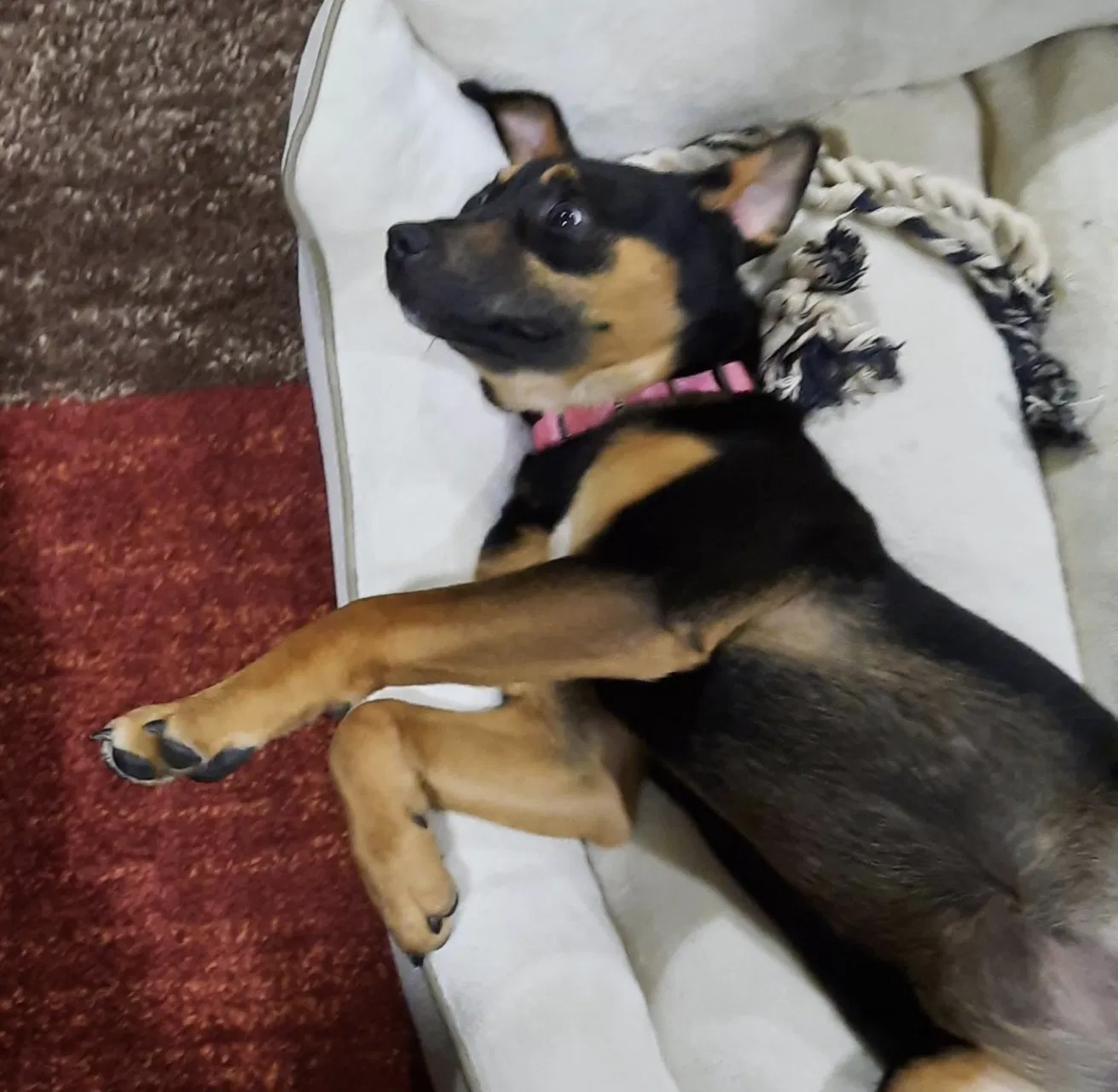 Lost dog in Indianapolis, IN, 46235