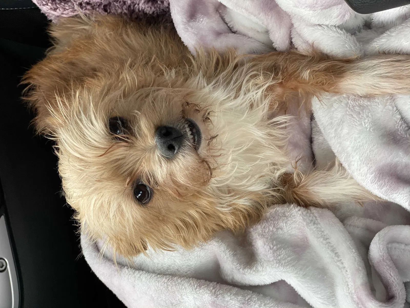 Lost dog in Austin, TX, 78759