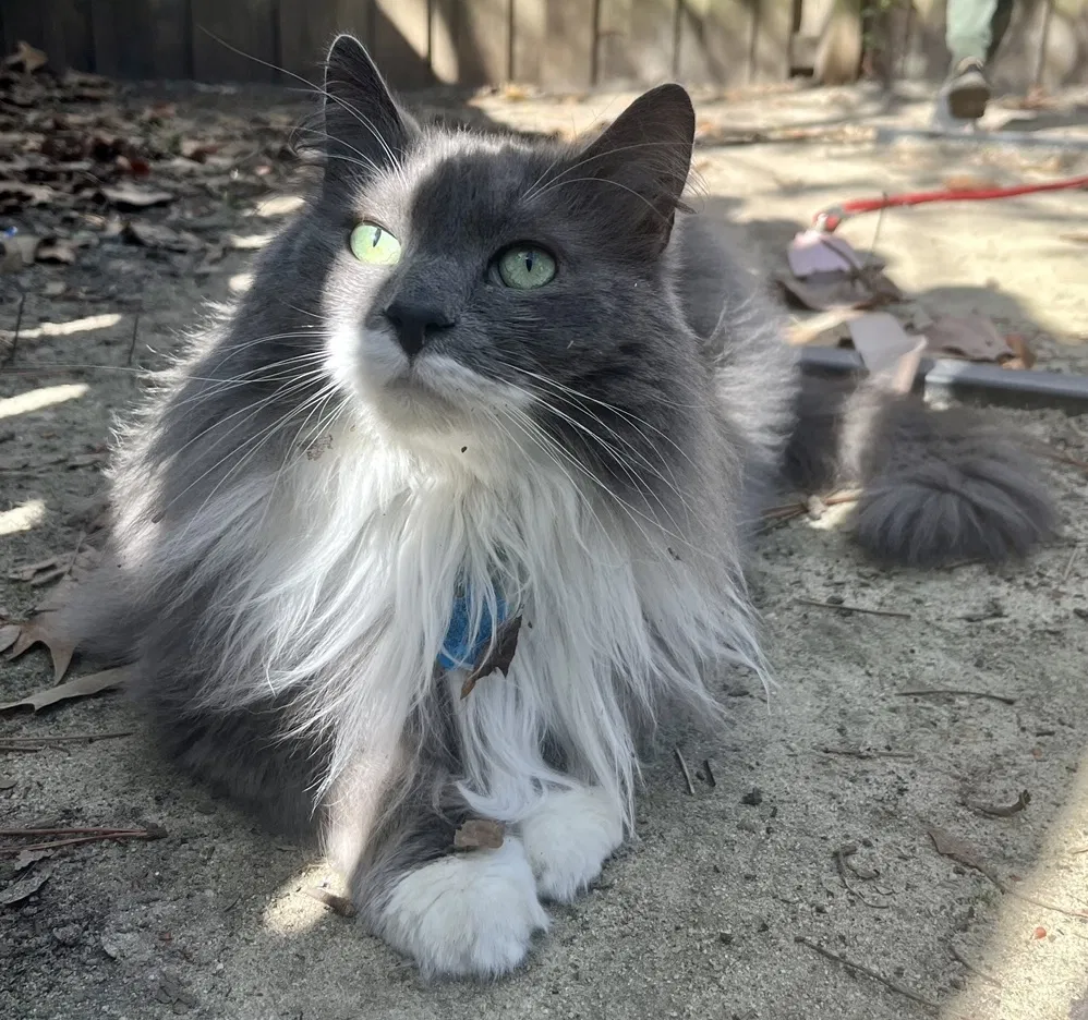 Lost cat in Fayetteville, NC, 28314