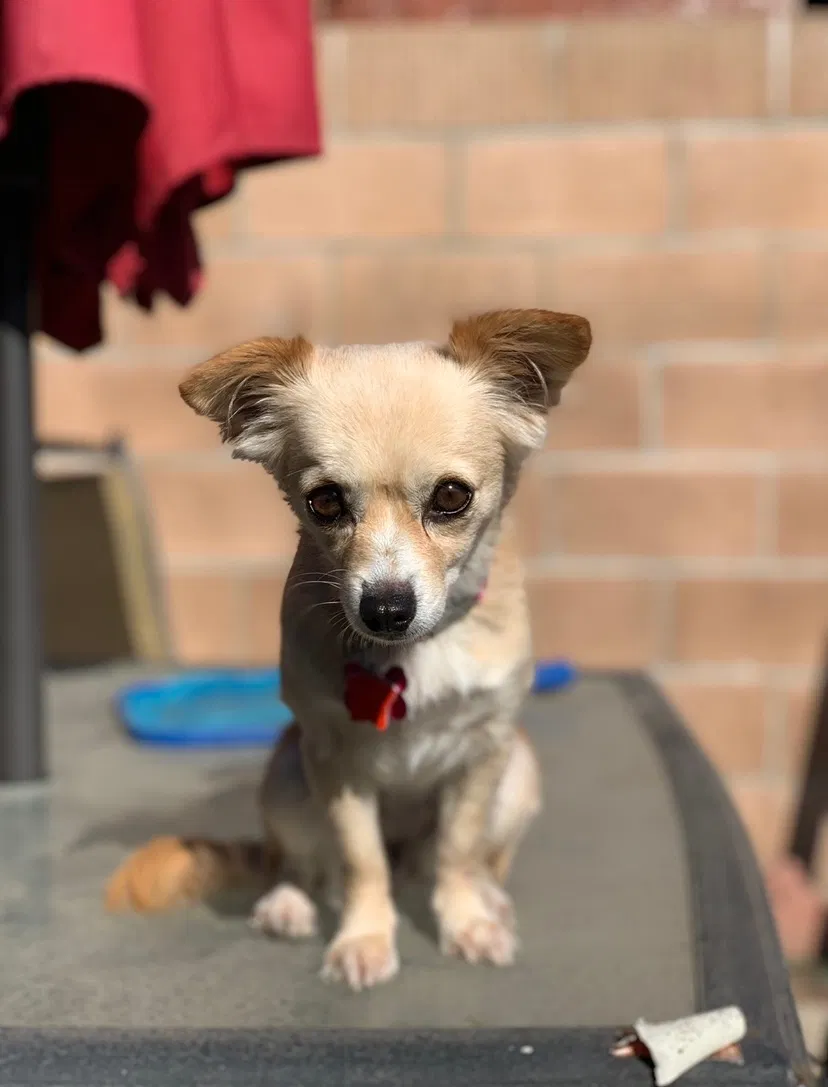 Lost dog in Carson, CA, 90746