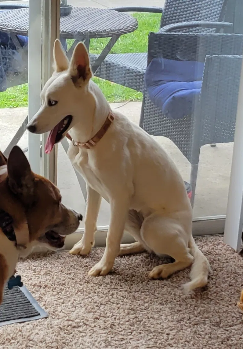 Lost dog in Knoxville, TN, 37909