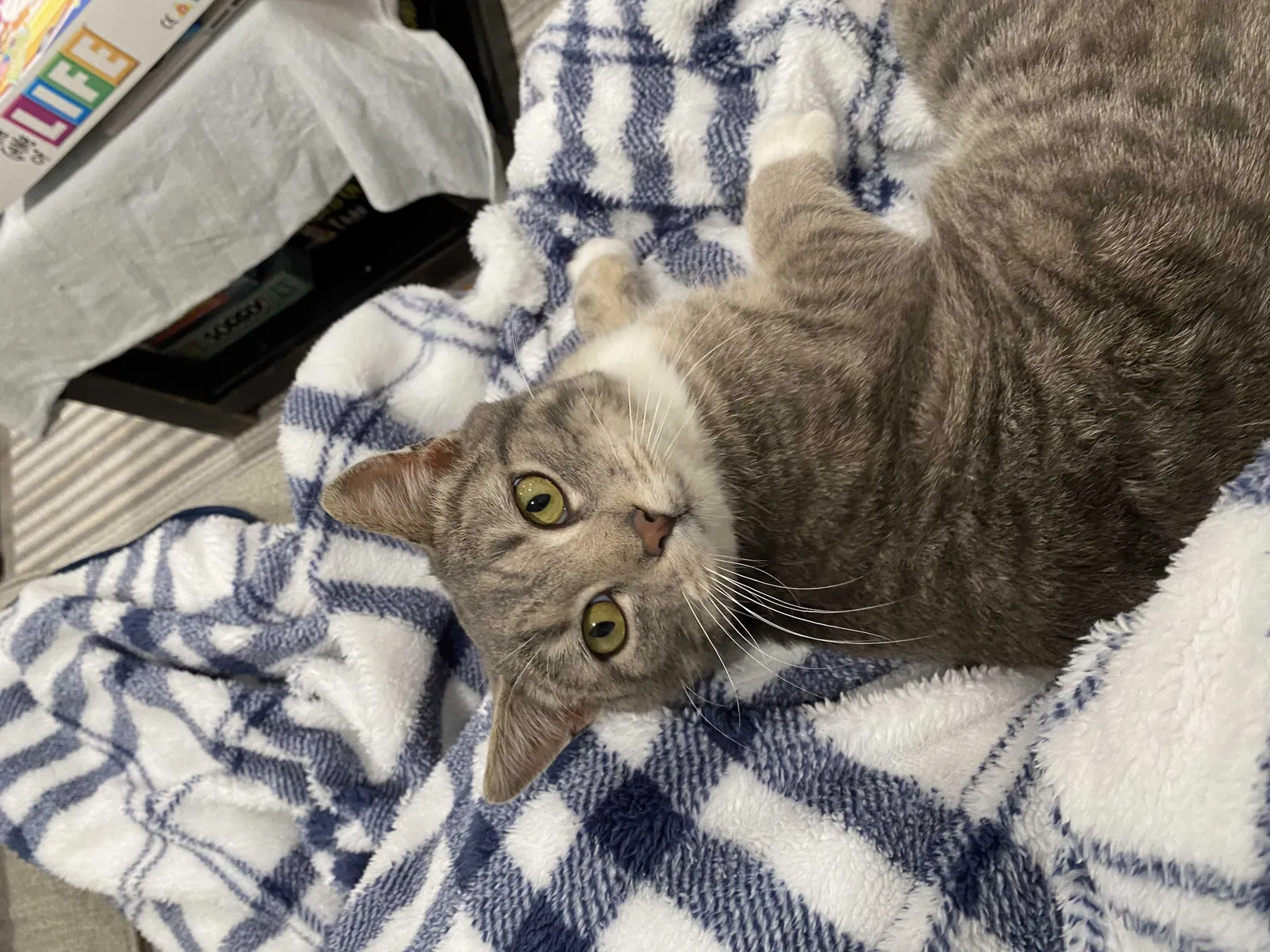 Lost cat in Marion, IA, 52302