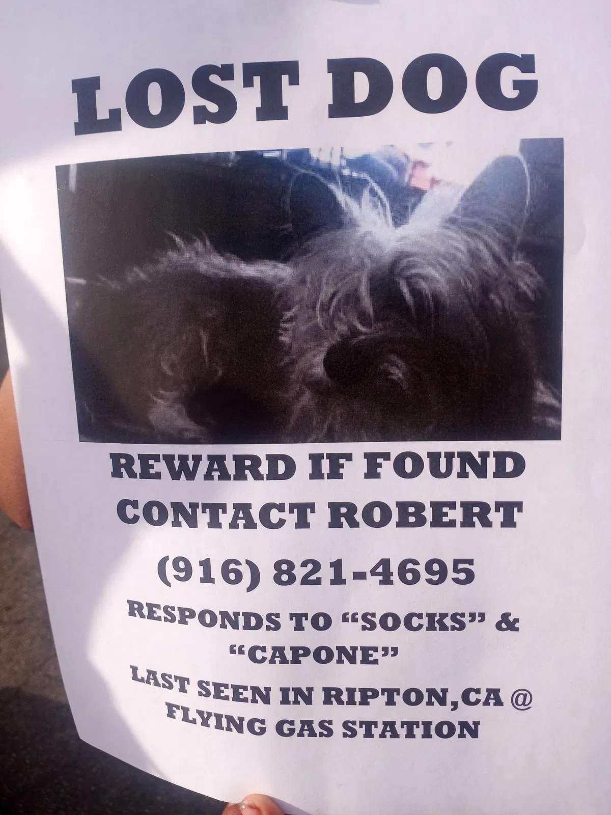 Lost dog in Citrus Heights, CA, 95621