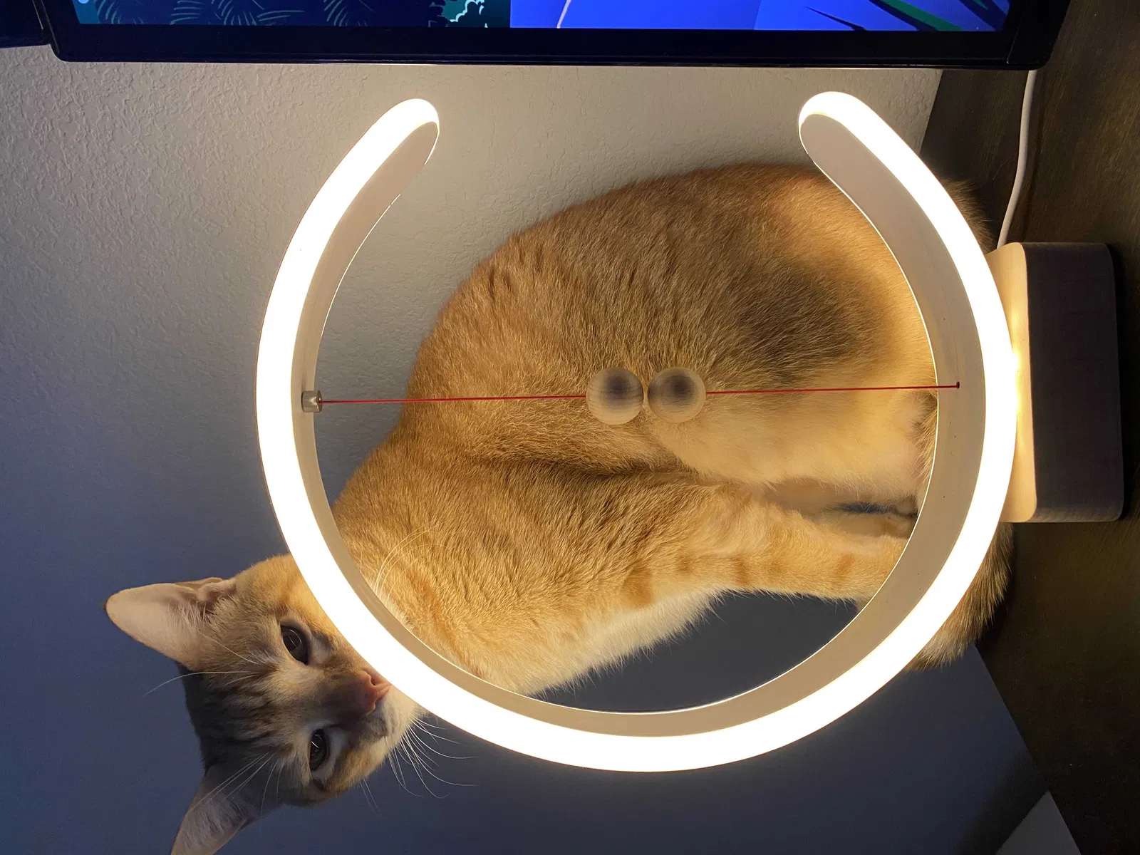 Lost cat in Austin, TX, 78754