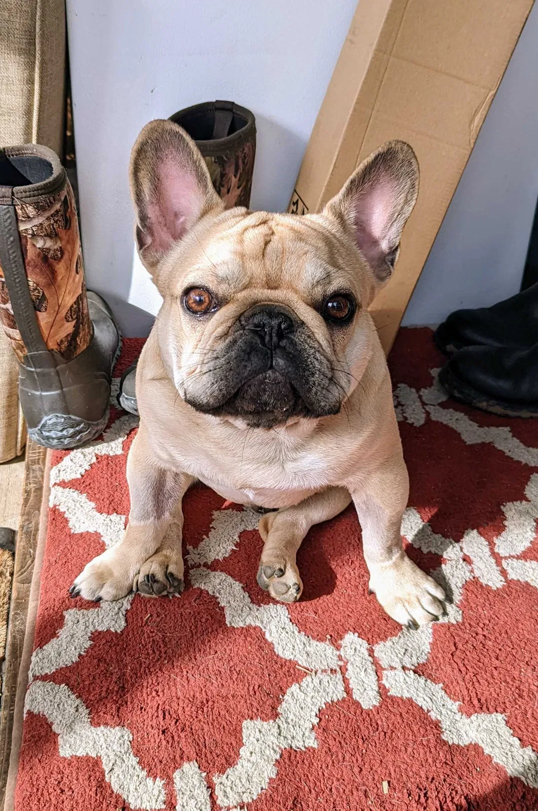 Lost dog in Spokane, WA, 99205