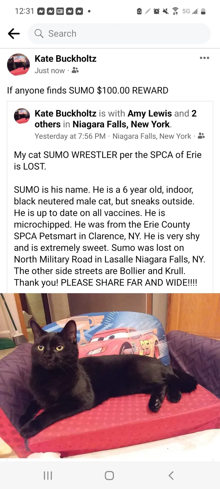 Lost cat in Niagara Falls, NY, 14304
