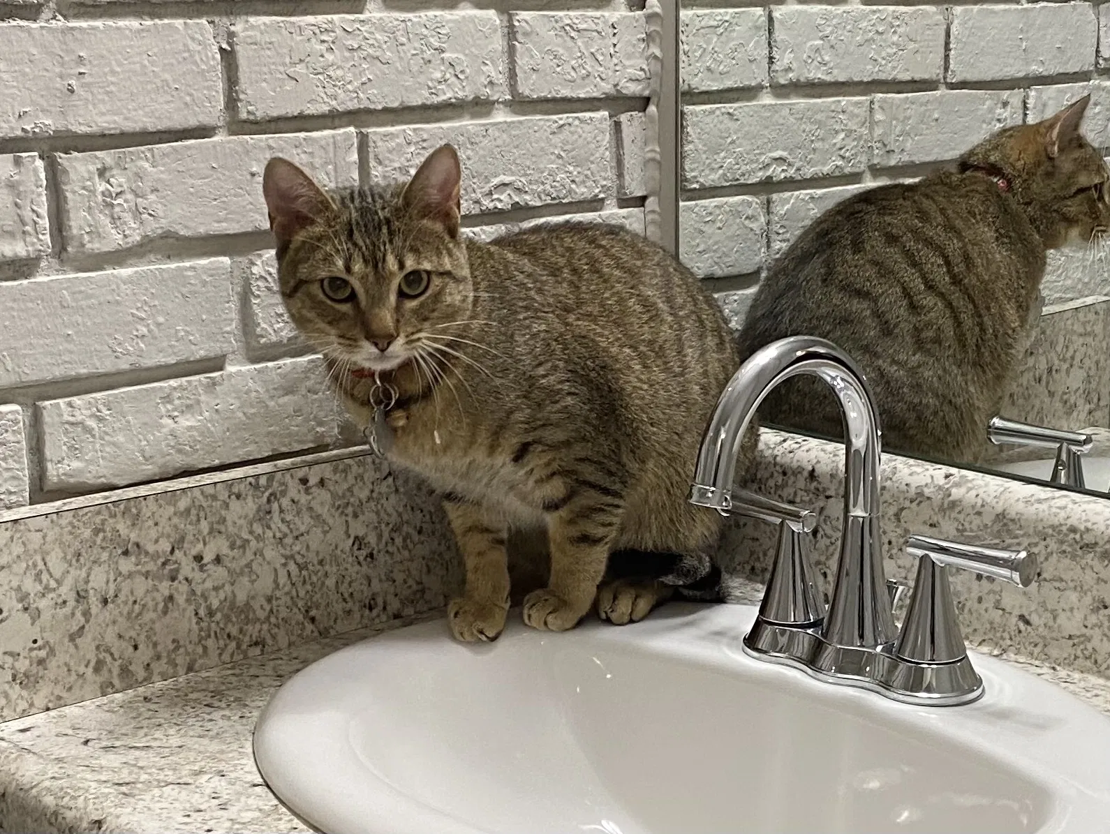 Lost cat in Chattanooga, TN, 37415
