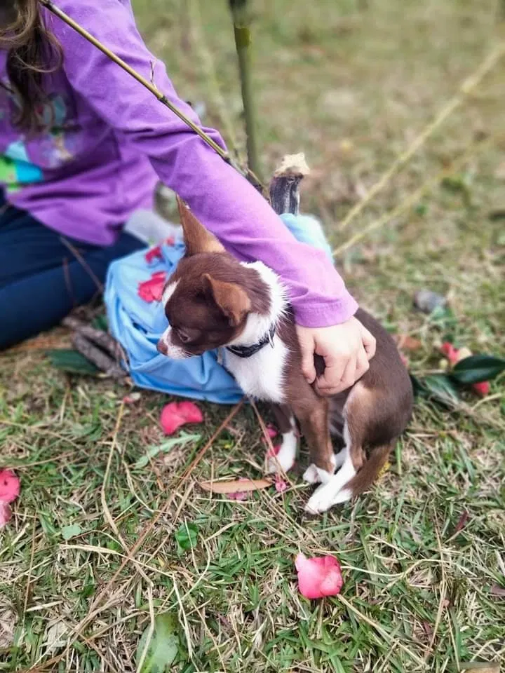 Lost dog in Fairhope, AL, 36532