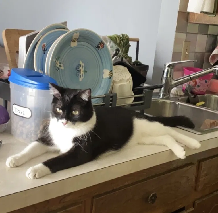 Lost cat in Garland, TX, 75042