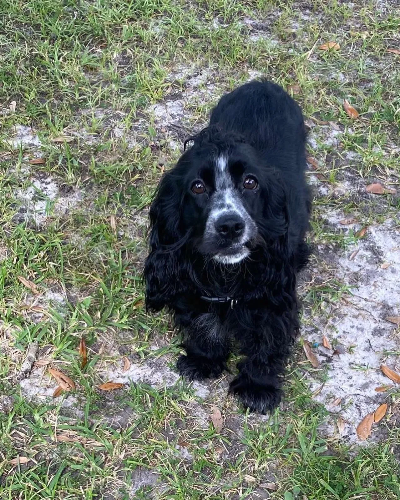 Lost dog in Orlando, FL, 32826