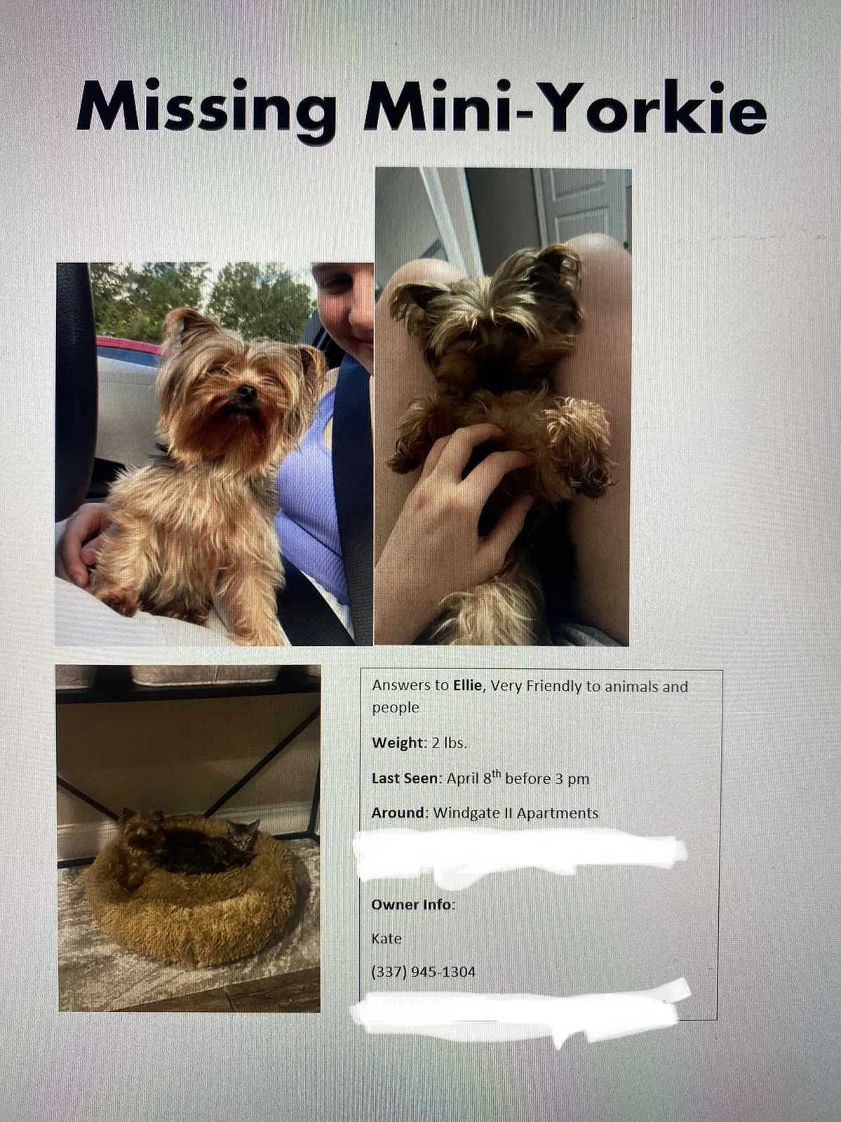 Lost dog in Hammond, LA, 70401
