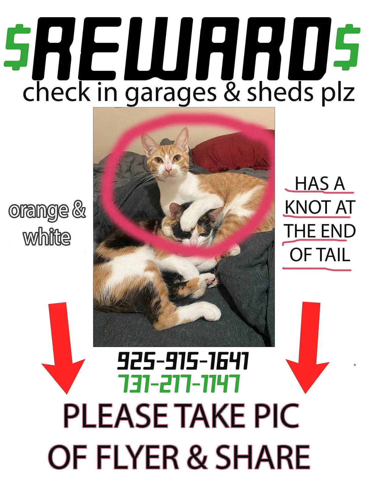 Lost cat in Long Beach, CA, 90814