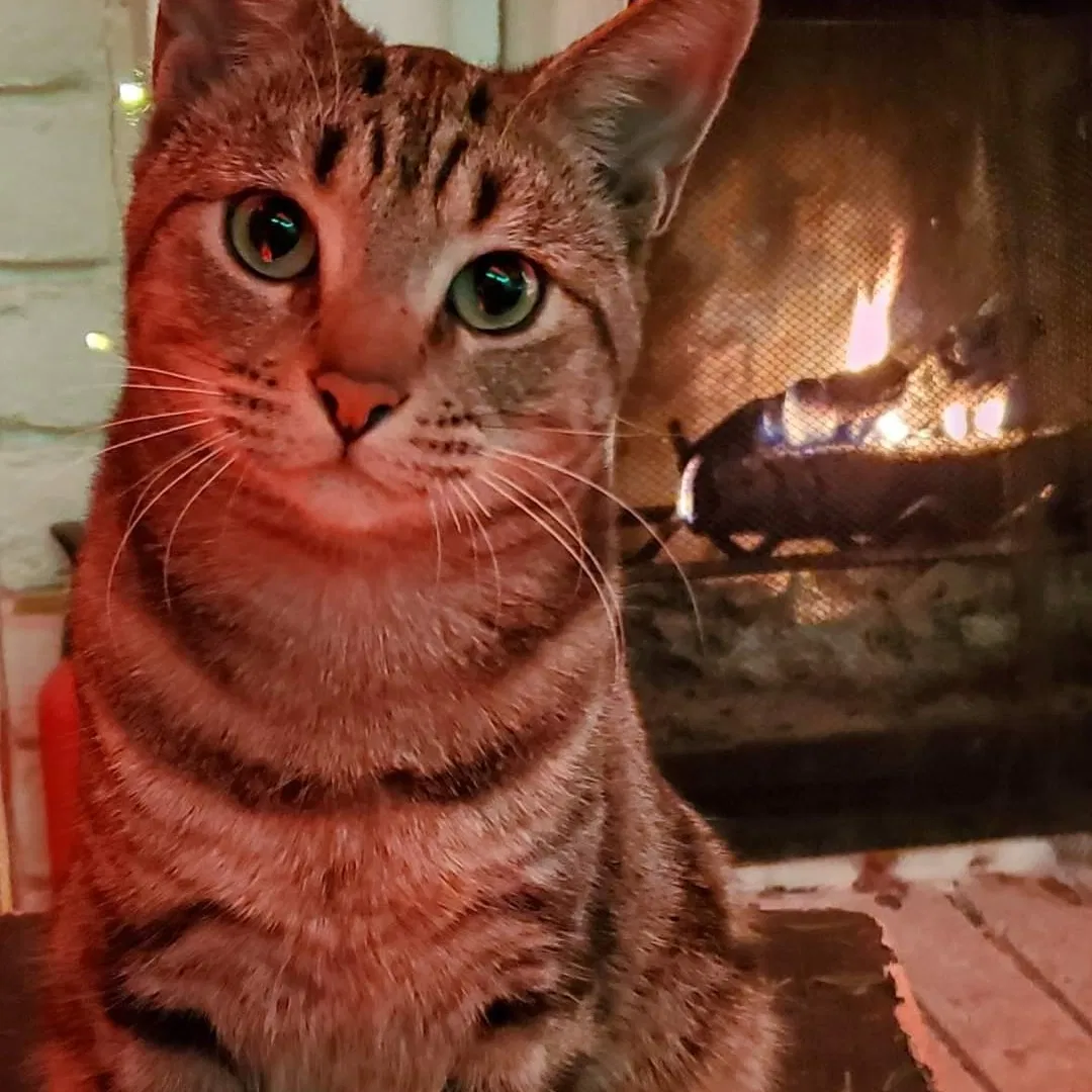 Lost cat in El Paso, TX, 79912