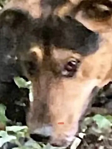 Lost dog in Wilsonville, OR, 97070